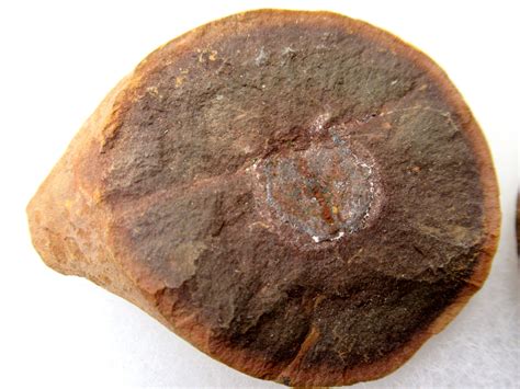 Mazon Creek Cyclus americanus Nodule #29 | Fossils for Sale
