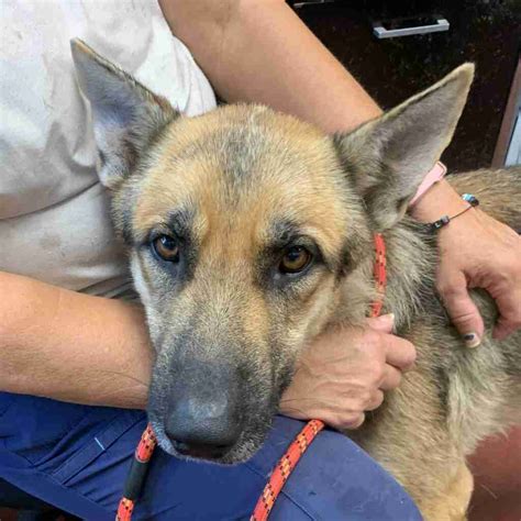 Dogs and Puppies – Humane Society of Wicomico County