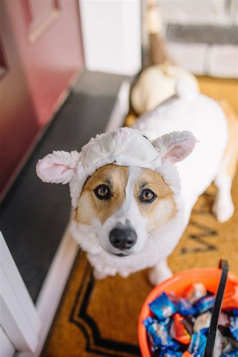 Dog Costume Sheep at Oscar Godson blog