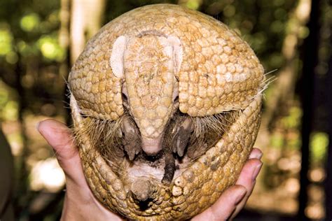 armadillo - Students | Britannica Kids | Homework Help
