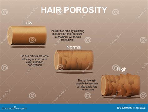 Hair Porosity Types Chart Of Low, Normal, High Porous Strand Vector ...