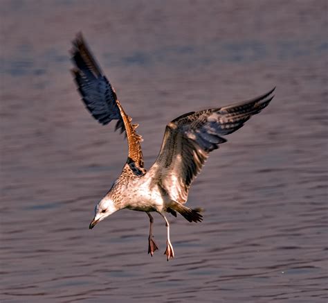 Huge+Brown+Nipples Photos, Download The BEST Free Huge+Brown+Nipples ...