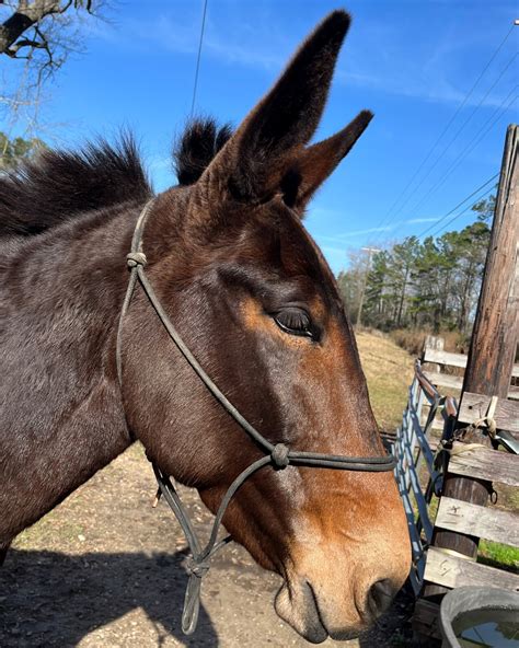 Horse-Donkey Breeding: Understanding And Producing Mules
