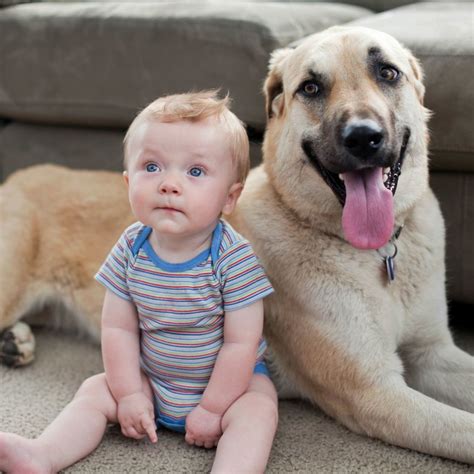 Can Your Dog Lick Your Baby at Clifford Zak blog