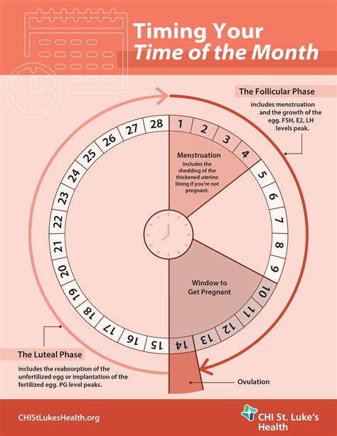 A Woman's Guide to Her Menstrual Cycle | Tracking menstrual cycle, Menstrual cycle chart ...