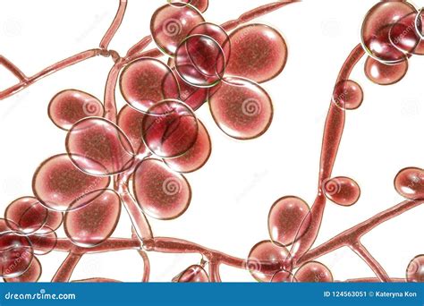 C. Lusitaniae Candida. Pathogenic Yeast-like Fungi Of The Candida Type Morphological Structure ...