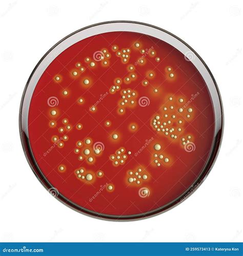Blood Agar Staphylococcus Aureus