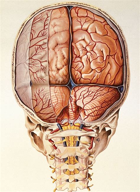 Spanish scientists in 2021 reported that drinking beer, in moderation ...