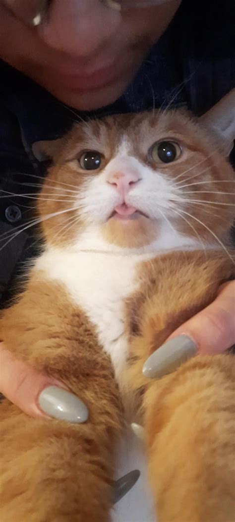 no thoughts, head empty, bleb : r/OneOrangeBraincell