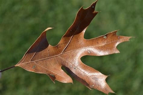 Pictures Of Oak Tree Leaves