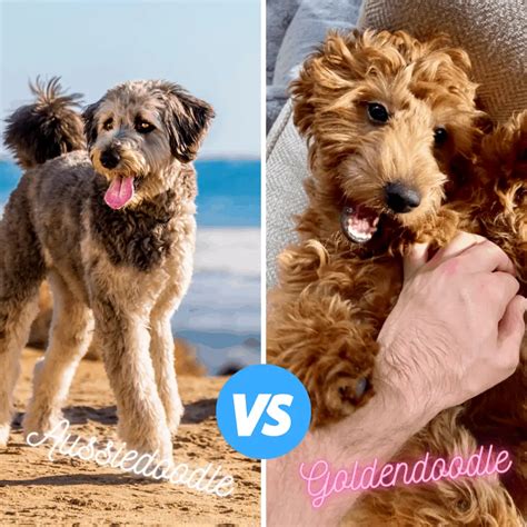 Goldendoodle Vs Aussiedoodle Breed Comparison (with Photos) - Oodle Life