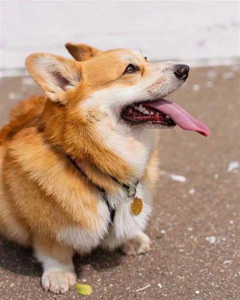 Corgi Pug Mix: All You Need To Know About The Porgi Dog