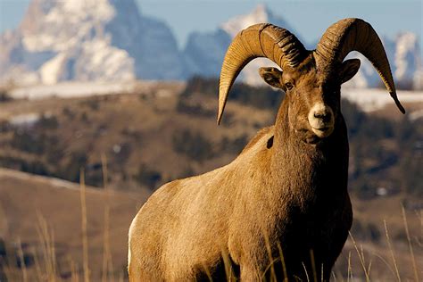 In Wyoming, wildlife tourism funds conservation | Adventure.com