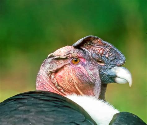 Ecuador Condor National Bird