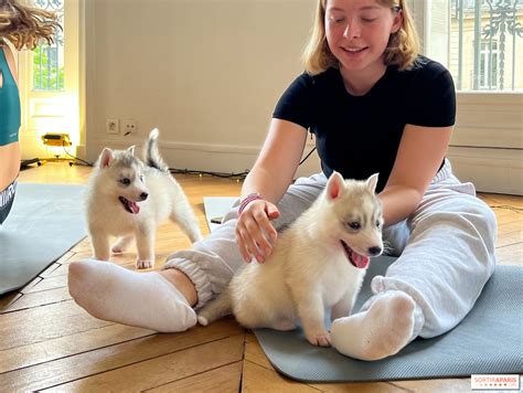 Puppy Yoga Paris, des séances de yoga tout en câlins avec d'adorables ...