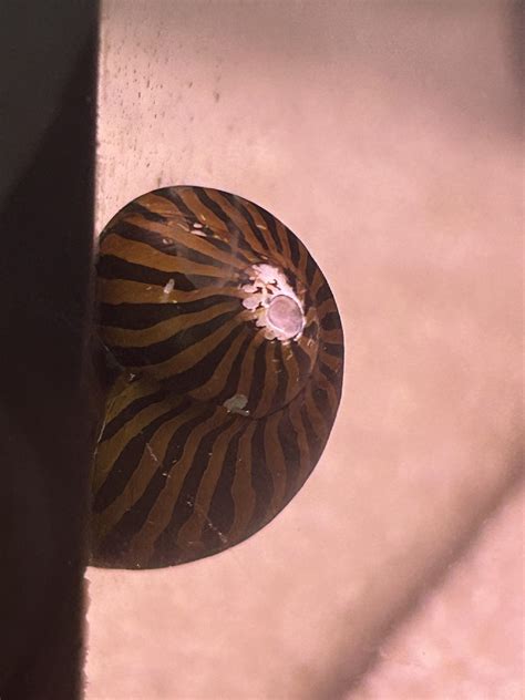 Advice please, is my snail okay? : r/Aquariums