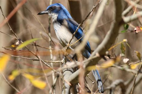 Island Scrub-jay | Great Bird Pics