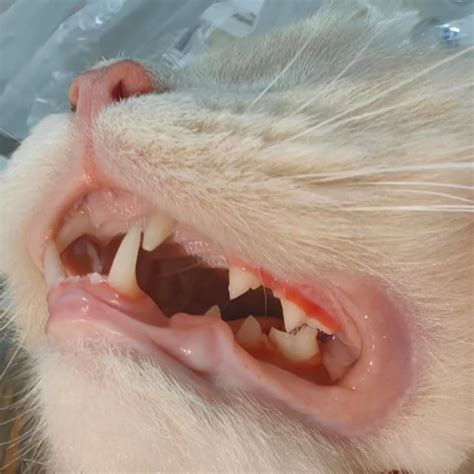 How to Diagnose & Treat Cat Oral Diseases — Gingivitis, Periodontitis ...