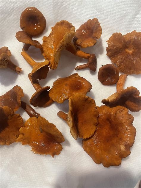 Candy caps, hedgehogs and yellowfoots : r/mushroom_hunting