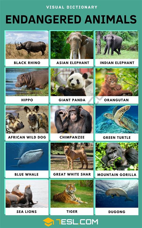 Endangered Animals Vocabulary: Names, IPA & Fun Facts for Learners • 7ESL