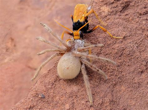 Australian Large Wasps - Ausemade
