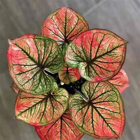 Your Complete Guide To Planting And Growing Caladium Bulbs