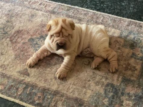 Chinese Shar-Pei (Shar-Pei) Puppies For Sale