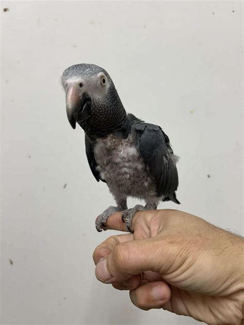 Tame female Timneh African grey parrot