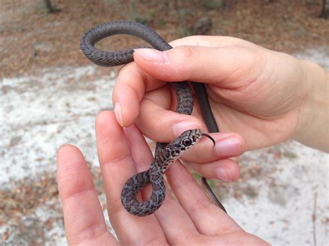 Are Black Garden Snakes Poisonous | Fasci Garden