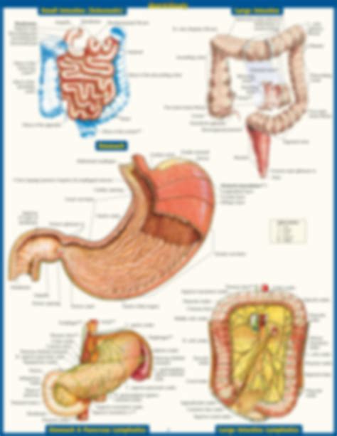 SOLUTION: Anatomy Of The Digestive System Quick Study : Expectations vs ...