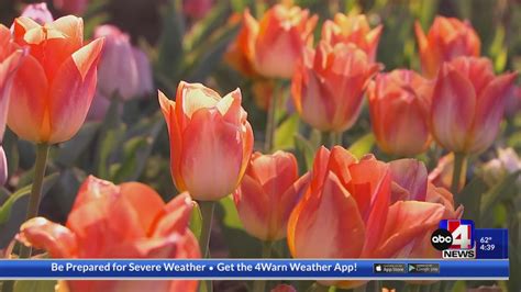 Annual Thanksgiving Point Tulip Festival opens – ABC4 Utah