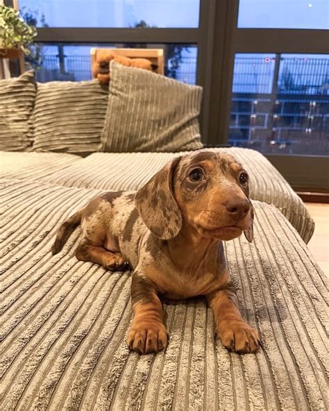 Penelope and Bo aka Little Bo Pee (@little_bo_pee) • Instagram photos ...