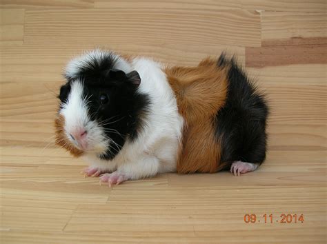 Black White And Brown Guinea Pig - img-daisy