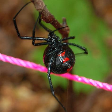 Latrodectus variolus (Northern Black Widow) in Athens, Georgia United ...