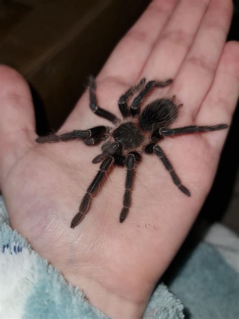 Meet Aragog, my beautiful little L. parahybana (Brazilian Salmon-Pink ...