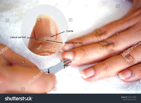53 Polished Common Nails Images, Stock Photos & Vectors | Shutterstock