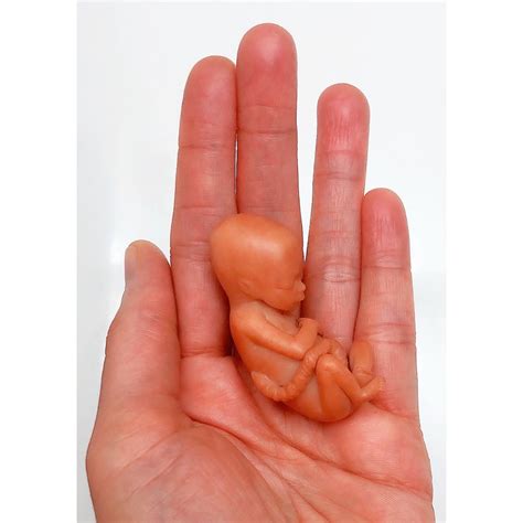 MADE TO ORDER 13 Week Gestation Fetus Stage of Fetal - Etsy