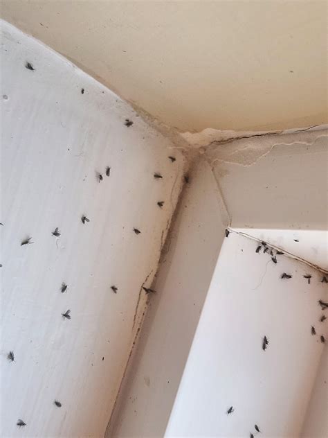 Fruit Flies vs Gnats vs Drain Flies : r/HomeMaintenance