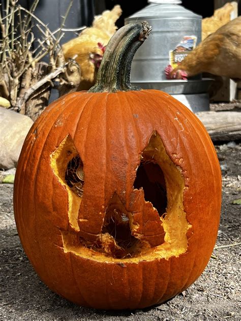 We did the chicken pumpkin carving challenge! : r/BackYardChickens