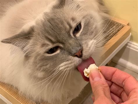 Can Cats Eat Popcorn? Is Popcorn Safe For Cats To Eat? - Floppycats™
