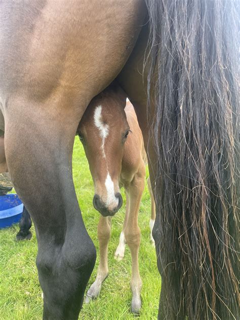 See All options — Makino Horse Grazing- Feilding, Manawatu