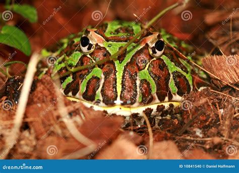 Ornate horned frog stock photo. Image of overweight, nature - 10841540