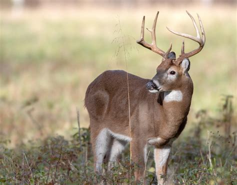 Deer Hunting in New Hampshire - Realtree Camo