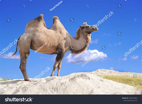 Bactrian Camel Two Humps Camel Stock Photo 1849427965 | Shutterstock