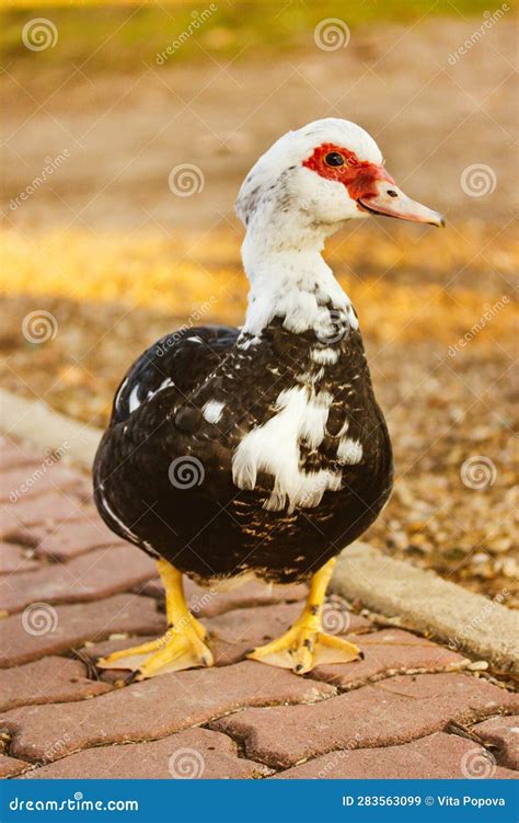 Black White Musk Duck with Red Beak in Park. Poultry, Livestock ...