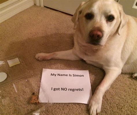 Simon the Labrador Retriever and his Love for Cookies