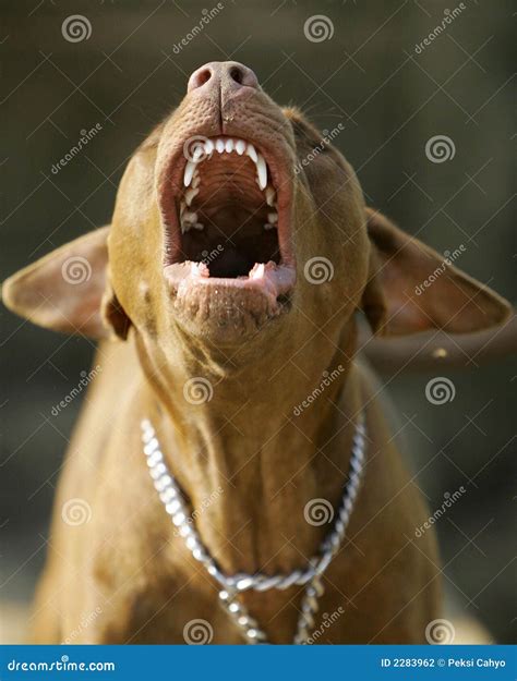 Pitbull Teeth