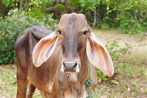 cow in the spanish cattle raising 7285215 Stock Photo at Vecteezy