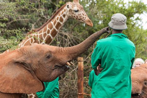 The Ultimate Swahili Language Guide for Travelers to Africa