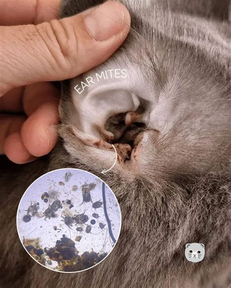 Mites On Cats
